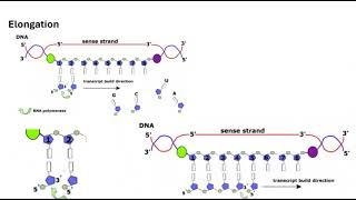 02  Transcription