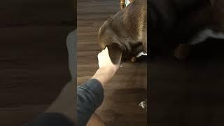 Itching my dogs ear Part 2 #dog #pet #animal #animals #pets