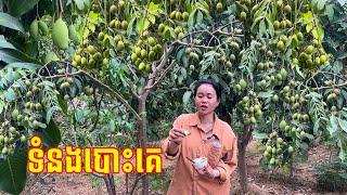 ទំនងបោះគេ ចេះរកនឹងឃើញ/ Likely