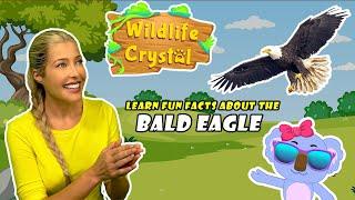 Bald Eagle Facts