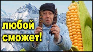 Все секреты выращивания кукурузы! Кукуруза от а до я!