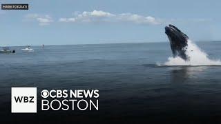 Boaters warned to give young whale hanging out in Boston Harbor space