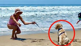 My cute puppy is first time in the ocean