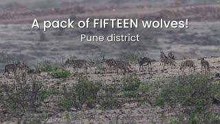 A pack of FIFTEEN wolves! | Pune district