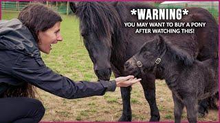 The Shetland Pony in Scotland | CUTENESS OVERLOAD! |