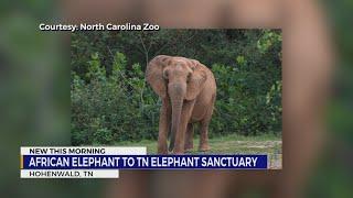 The Elephant Sanctuary in Tennessee welcomes new herd member Artie