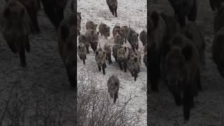 Invader Wild Boar Army is Coming!  İnanılmaz Kalabalık Domuz Sürüsü!