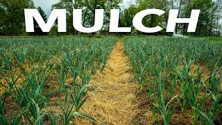 How to Use Every Mulch: The Ultimate Growers' Guide