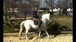 Horse Training Channel - Training canter pirouette - Ars Equitandi