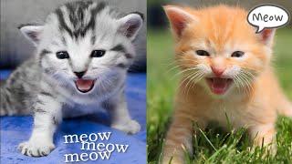 Kittens Meowing for Mom - Kitten Sounds