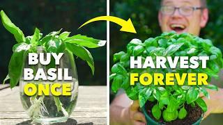 How to Grow a Never-Ending Supply of Basil