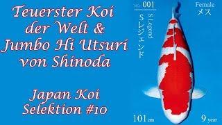 WORLD RECORD! 1.500.000€ Koi & Jumbo Hi Utsuri von Shinoda | Japan Koi Selektion (2019) #10