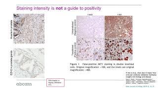 Validating antibodies for research applications in IHC