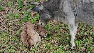 mother cow cleaning her brand new baby