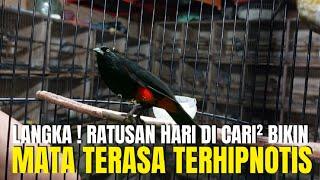 INI JELAS REJEKI ! SIAPA YG GAK BAHAGIA TIBA² NEMU BURUNG LANGKA DAN DI CARI SEMUA ORANG !