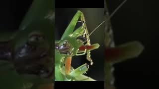 Green katydid vs green mantis Game Over