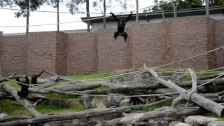 Alpha Male Chimp shows who's the boss - Tarzan Style!