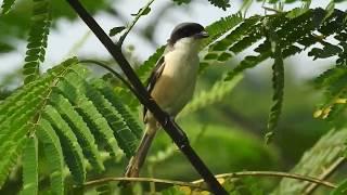 Long-tailed Shrike (Lanius schach) ssp: bentet