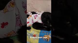 КОШКА ищет дом