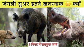 जंगली सुअर से जुड़े रोचक तथ्य || Interesting facts about wild pig in Hindi