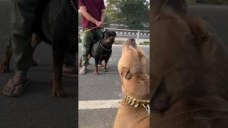 Bully vs Rottweiler  hogya aaj firse 🫣   #rottweiler #pitbulldog #amanandbully