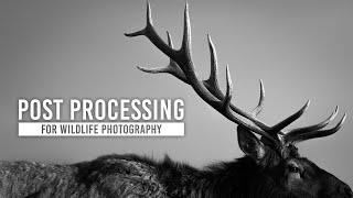 Editing Wildlife Photography: Post Processing Workflow with Kristi Odom