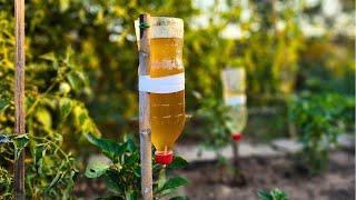 Simple Bottle drip irrigation system. Anyone can make. You need only...