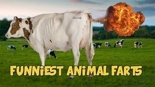 6 Funniest Animal Farts of All Time