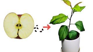 Growing An Apple Tree From Seed Time-lapse  54days  Apple Seed Germination