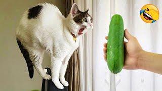 New Funny Animals 2024  Funniest Cats and Dogs Videos  Part 4