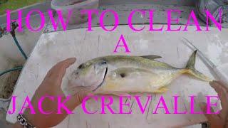 HOW TO CLEAN A JACK CREVALLE