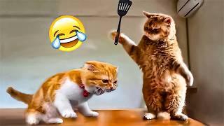 Funny Cats Compilation – Try Not to Laugh Challenge