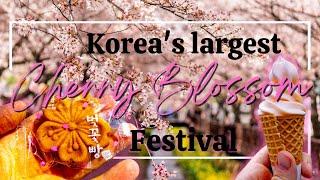 (4K) Jinhae's Cherry Blossom Festival: A Feast for the Eyes and the Taste Buds