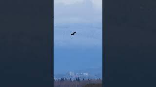 Bald eagle - Vancouver BC  amazing wildlife and scenery @Pacificnorthwestkate