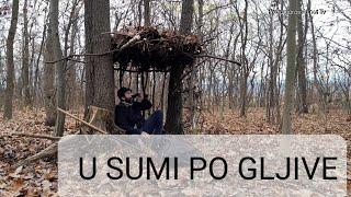 U SUMI PO GLJIVE...