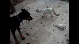 Cat protects her kitten from doberman.