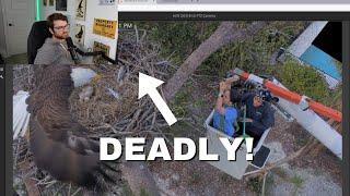 Saving Eaglets from Hazard String in the Nest | Captiva Eagle Cam