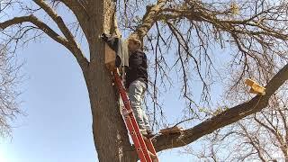 Installing The Video Camera In The Screech Owl Box.