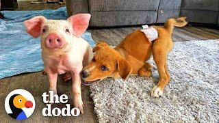Fragile Puppy Needed The Perfect Sized Friend To Play With | The Dodo Odd Couples
