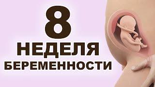 Что происходит с мамой и ребёнком на 8 неделе беременности? 2 месяц беременности. Первый триместр.