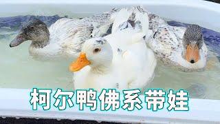 [Buddha Cole Duck] Cole Duck hatched its eggs for three days  fishes and basks in the net for two d