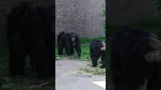 Female Chimp Tries To Hit Alpha Male With a Branch