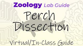 Perch Dissection - Virtual/In-Class Guide - Zoology