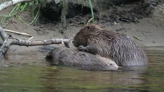 Beavers mutually grooming. Elliot McCandless at Beaver Trust.