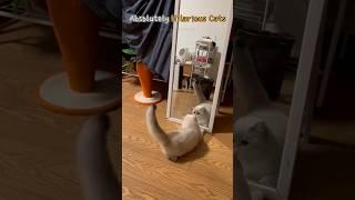 Absolutely Hilarious Cats