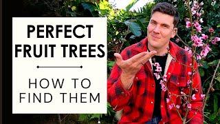 Fruit tree buying guide: How to find the best fruit trees at your local nursery