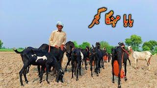 Beetal Goats Of World Famous Baba Mehnga Gujjar - Best Goat Bread In Pakistan