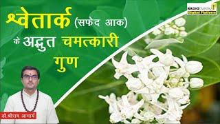 Shwetark पौधे के अद्भुत गुण | Shwetark Plant | Safed Aak | श्वेतार्क का पौधा | Dr Shriram Acharya