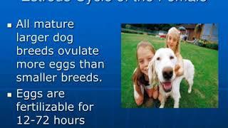 canine reproduction and breeding