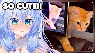 Bro got CAUGHT IN 4K | Mifuyu Reacts to  UNUSUAL MEMES COMPILATION V251